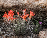 Those Wildflowers