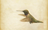 Black Chinned Hummingbird