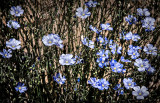 Those Wildflowers