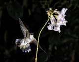 Black Chinned Hummingbird