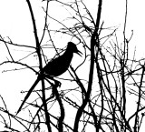 Roadrunner