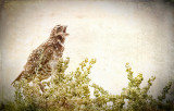 Burrowing Owl