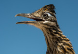 Roadrunner