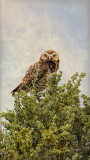 Burrowing Owl