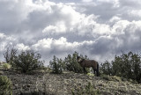 Wild Stallion, Placitas NM