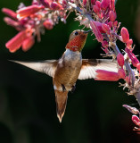 Rufous Hummingbird