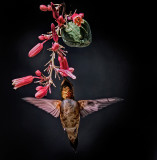Rufous Hummingbird