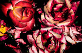 Rose Riot