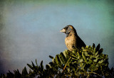 Blue Grosbeak
