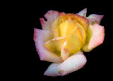 Rose Sherbert
