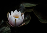 Pond Lily
