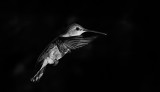 Hummingbird Ballet