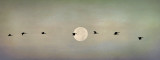 Fly Me To The Moon
