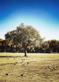 Grazing Sandhill Cranes