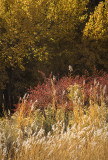 Canyon Palette