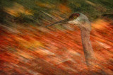 Sandhill Crane Mirage