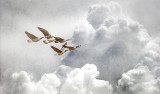 Soaring Canada Geese