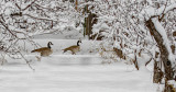 Fake Snow Geese