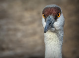 The Look
