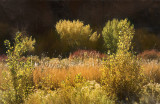 Autumn's Cornucopia of Color