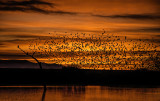 Sunrise, Bosque del Apache NWR