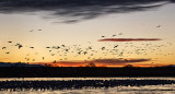 Morning Rise, Snow Geese