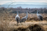 Sandhill Crane Family