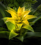 Yellow Bromeliad