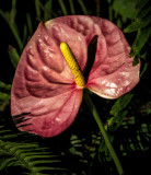 Rain Forest Exotics