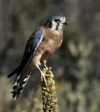 Kestrel