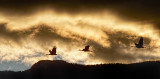 Morning Flight