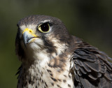 Prairie Falcon