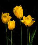 Spring Dance