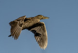 Black Crowned Night Heron, Juvenile
