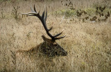 Tule Elk