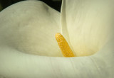 Velvet Cala