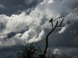 Watcher