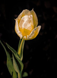 Molly's Favorite Tulip