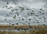 White Fronted Geese - Blast Off!