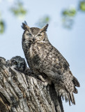 Great Horned Owl, Adult and 2 Chicks