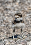 Killdeer Chick