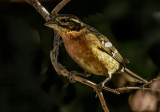 Black Headed Grosbeak, Female