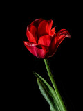Friday's Rose