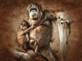 Orangutan Mother with Baby