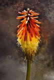 Red Hot Poker Blossom