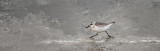 Sanderling on the Run