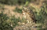 Burrowing Owl