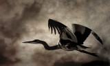 Great Blue Heron
