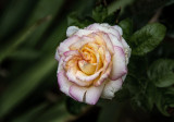 A Rose for Shirley
