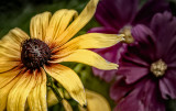Summer Garden
